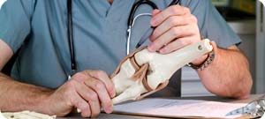Top Rated Orthopedic Surgeon Near Me in Maui, Wailuku HI Top Rated Orthopedic Surgeon Near Me in Maui, Wailuku HI